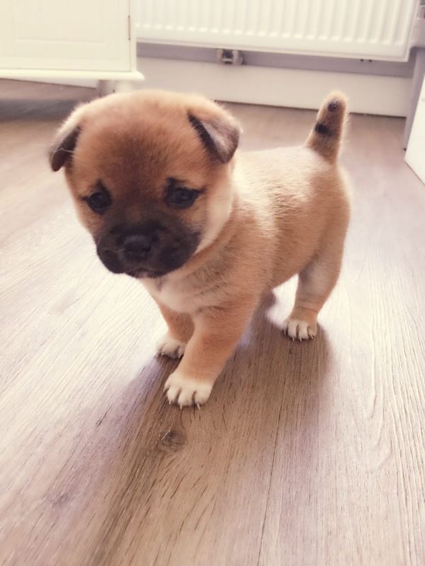 Cuccioli di shiba-inu per adozione ( regalo  )