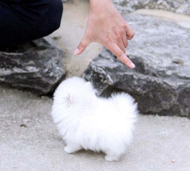  Volpino di pomerania