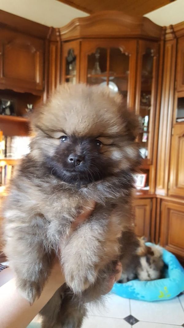  cuccioli di volpino pomeranian  per adozione ( maschio e femmina )