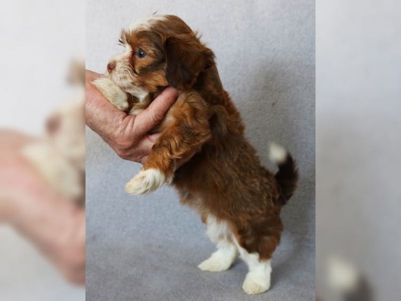 Regalo ALLEVAMENTO Havanese