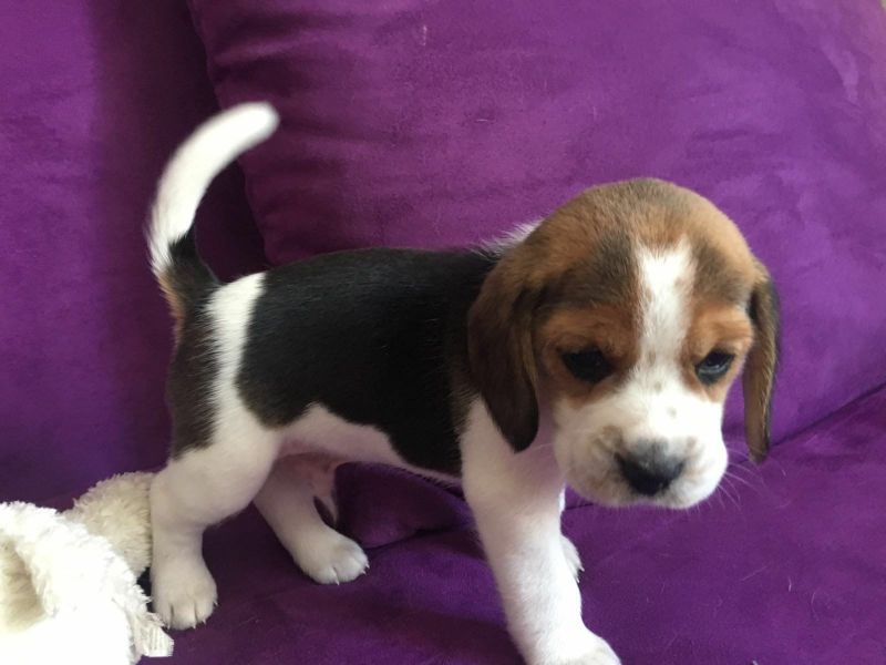  cuccioli di beagle  per adozione ( regalo  )