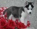 Meravigliosa Alaskan Malamute  Meravigliosa Alaskan Malamute