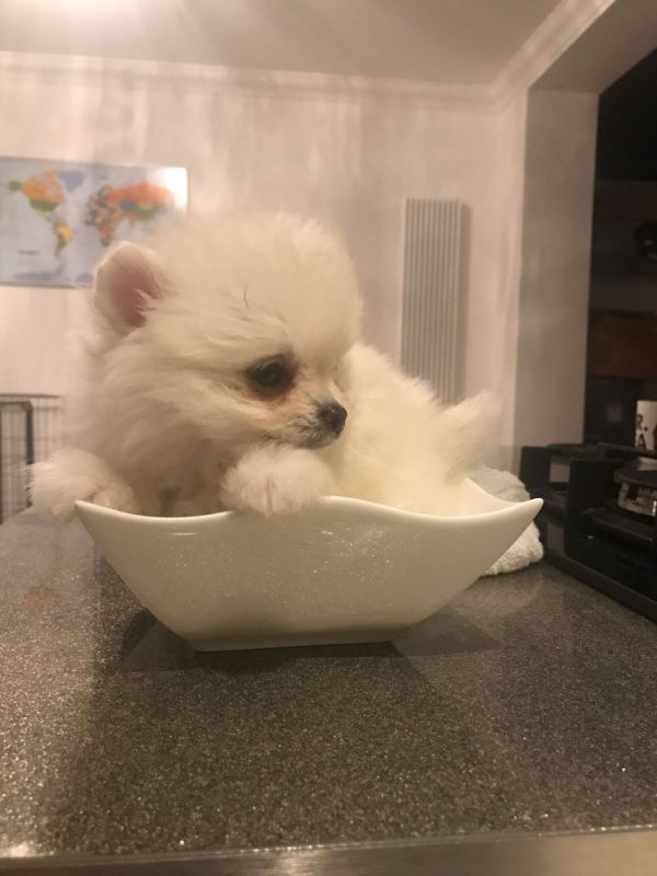 Regalo Volpini cuccioli di pomerania