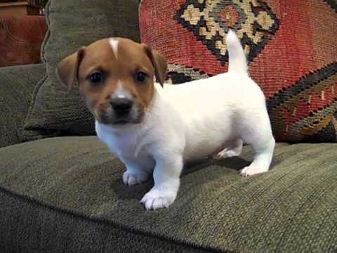 Jack russel in regalo