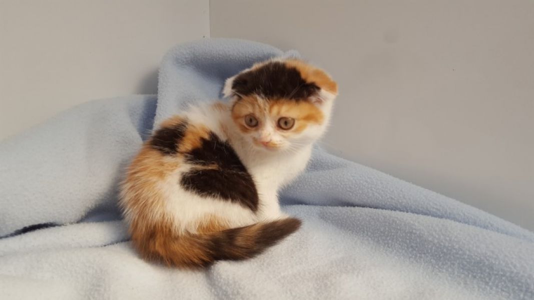 Scottish fold gattini a vostra disposizione in regalo