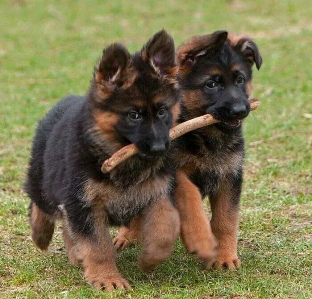 Disponibili in Allevamento delle bellissime cucciolate di PASTORE TEDESCO
