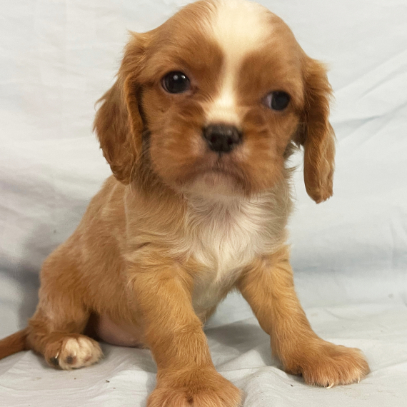 Regalo cavalier king cuccioli meravigliosi !