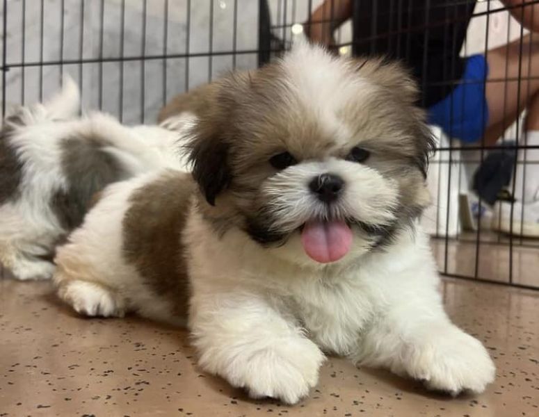 Shitzu cuccioli maschio e femmina