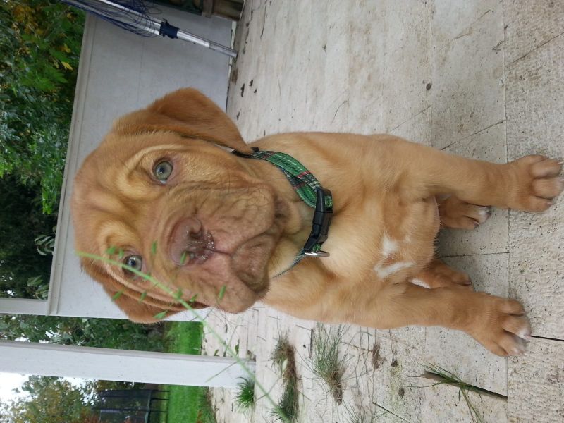 Molto bella e sani  cuccioli di dogue bordeaux  per adozione (gratis)