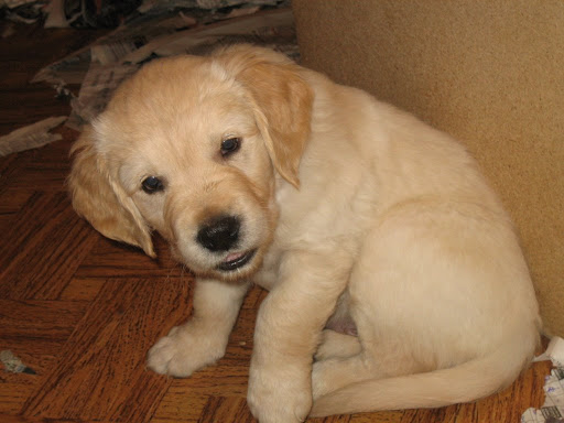 Regalo cuccioli di Golden Retriever