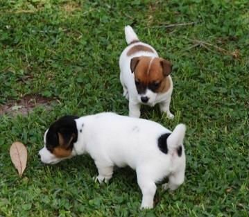Cuccioli di jack russel per adozione ( maschio e femmina )