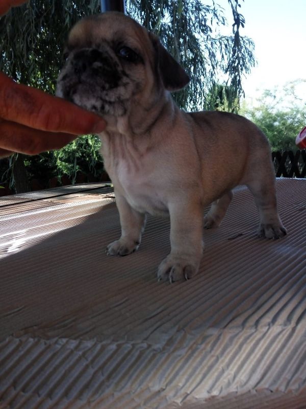 Maschio e femmina adorabile bulldog francese  cuccioli disponibili per l'adozione