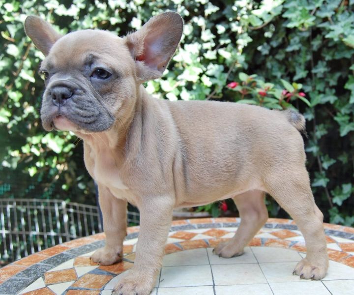 Cuccioli di razza bulldog francese per adozione 