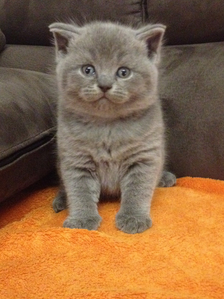 GATTINI BRITISH SHORTHAIR, PEDIGREE (IN REGALO)   Disponibili subito bellissimi gattini british shor