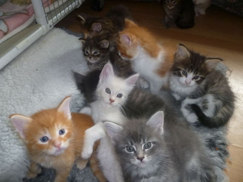REGALO gattini Maine Coon   ora abbiamo i seguenti gatti Maine Coon  disponibili  per ulteriori info