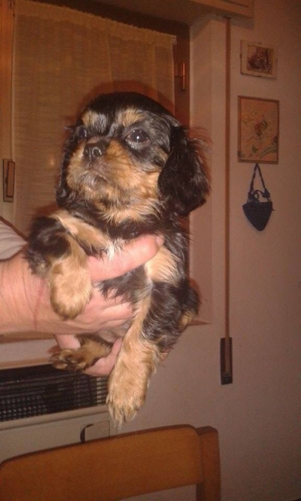 Cuccioli cavalier king