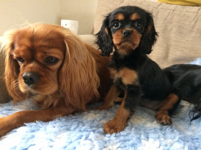 Cuccioli di cavalier king disponibili