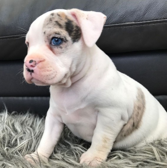 Regalo Bulldog inglese cuccioli disponibili