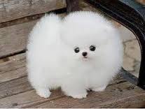 Regalo Volpini cuccioli di pomerania