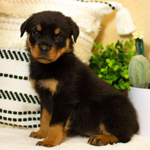 Regarlo Rottweiler cuccioli EMAIL (canine.boutique.pro@gmail.com)