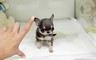 Bellissimi cuccioli CHIHUAHUA TOY disponibili  Bellissimi cuccioli CHIHUAHUA TOY disponibili