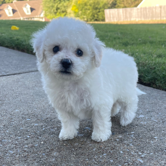 Regalo ALLEVAMENTO cane bichon frise