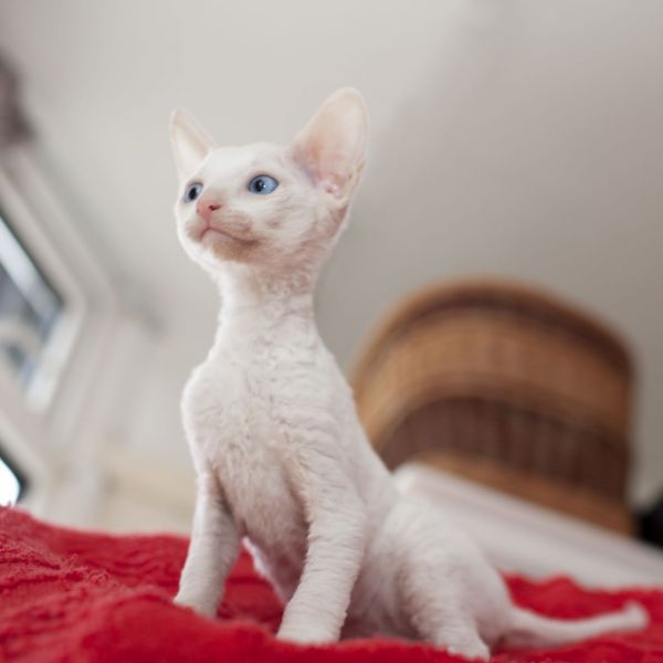 Bellissimo gattino Cornish Rex