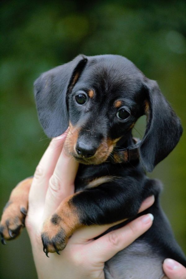 Regalo adorabili cuccioli  bassotto femminucce e maschietti disponibili