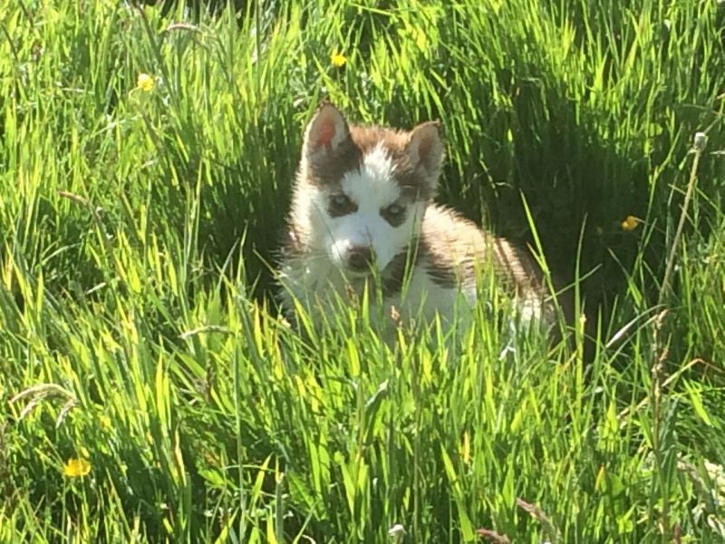 Cuccioli di Husky siberiano