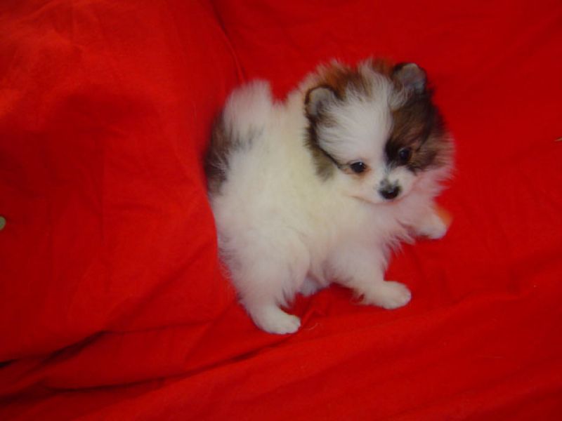 Bellissimi Pomeranian Cucioli
