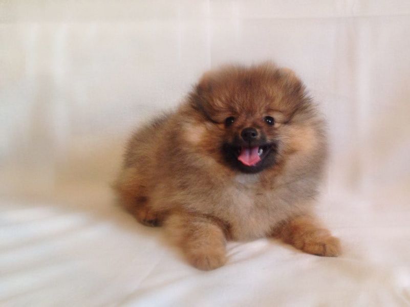 Molto bella e sani cuccioli di volpino pomeranian per adozione maschi e femmine disponibili (gratis)