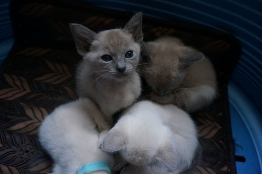 Adorabili gattini burmese
