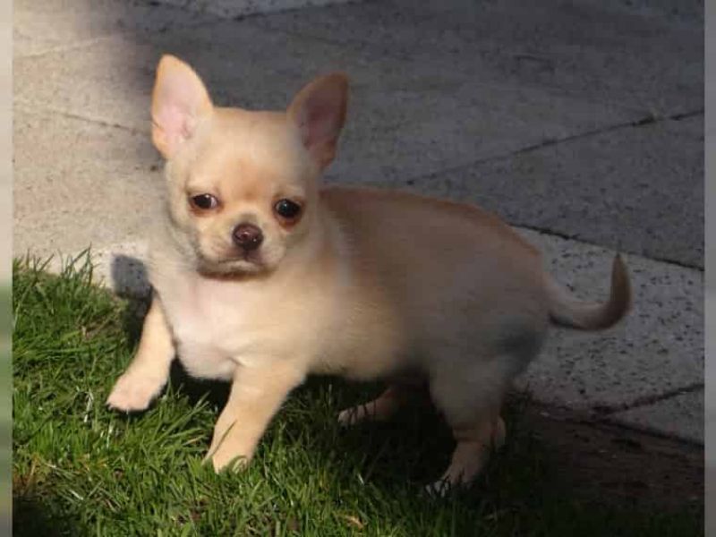 Regalo cuccioli di chihuahua Mini toy