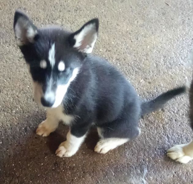 Fantastici cuccioli di siberian husky pronti