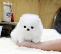 Volpino spitz pomerania
