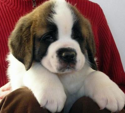 Adorabili cuccioli di san bernardo femminucce e maschietti disponibili per l'adozione