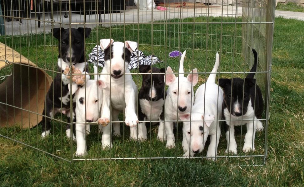 Adorabili cuccioli di bull terrier  femminucce e maschietti disponibili 