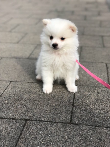 Volpino spitz pomerania