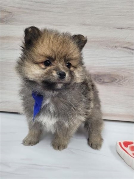 Regalo Cuccioli di volpino di pomerania