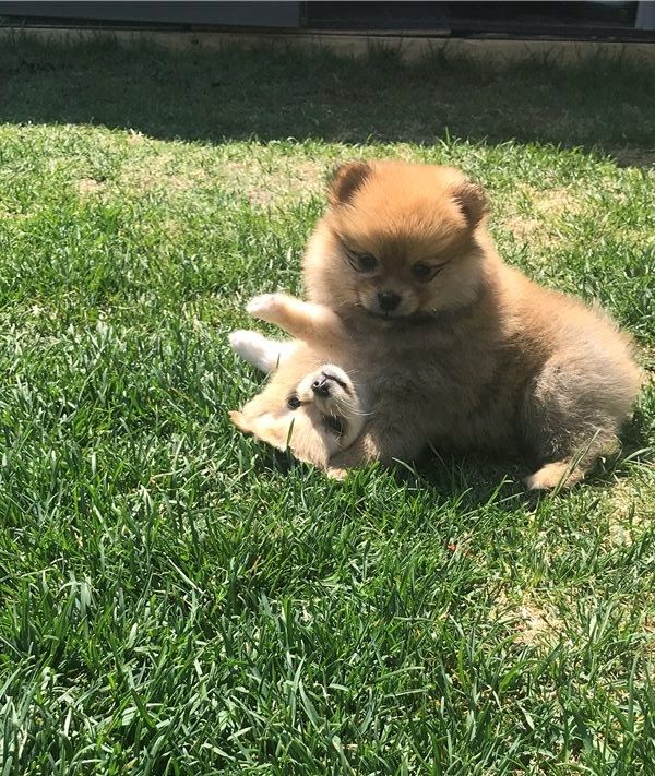 Adorabili cuccioli di Pomerania