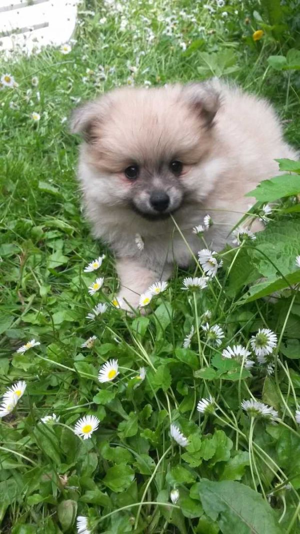  regalo cuccioli di volpino pomerania disponibili per l'adozione