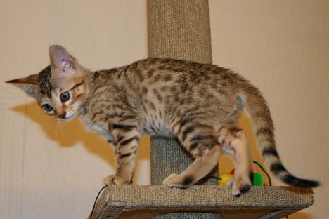 Regalo  gattini esotici disponibili 
