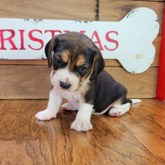 Regalo cuccioli di Beagle 