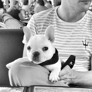 Cucciola di bulldogs franceasi pedigree 