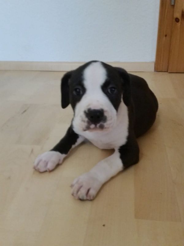 Molto bella e sani  cuccioli di pitbull per adozione maschi e femmine disponibili (gratis) 