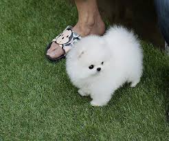  { Regalo Volpino di pomerania (spitz tedesco nano