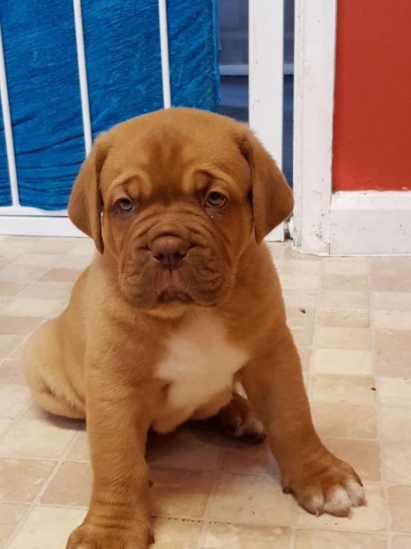 Regalo Cuccioli di Dogue de bordeaux in pronta consegna i cuccioli verranno Dato dopo 90 giorni dall