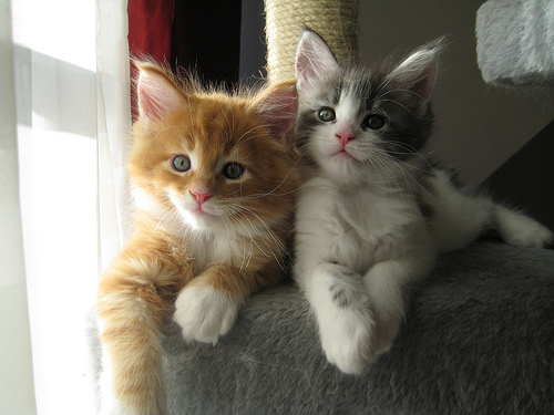 Adorabili cuccioli di maine coon gattini femminucce e maschietti disponibili