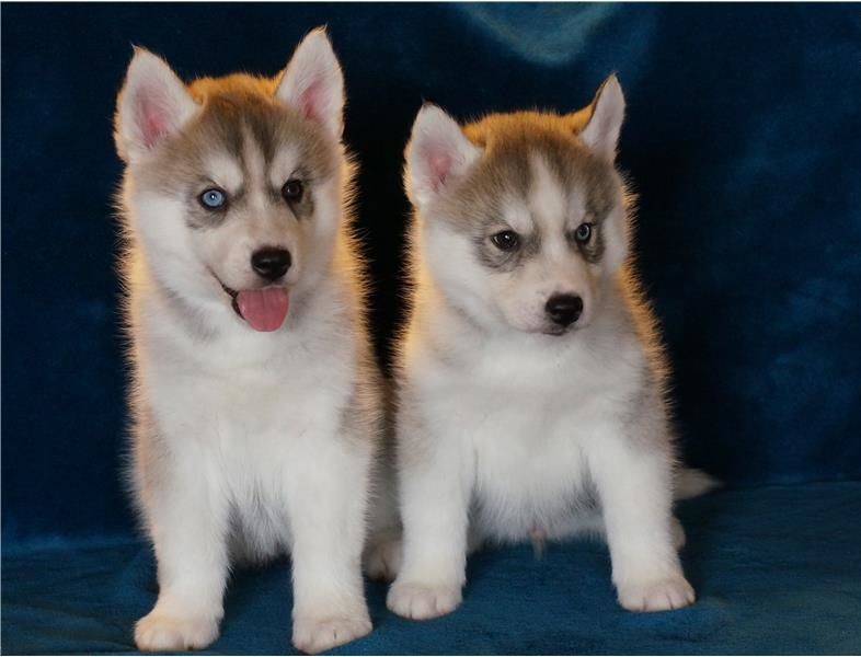Regalo cuccioli Siberian Husky  Maschio e Femmina