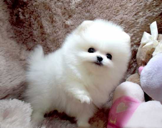 Regalo Cuccioli di Pomeranian Toy
